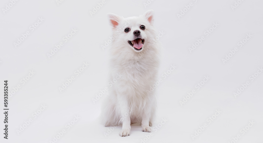 Portrait of a charming, white Pomeranian dog on a white background. Make room for the text. Wide-angle horizontal wallpaper or web banner. Portrait of a charming, white Pomeranian dog on a white background. Make room for the text. Wide-angle horizontal wallpaper or web banner.
