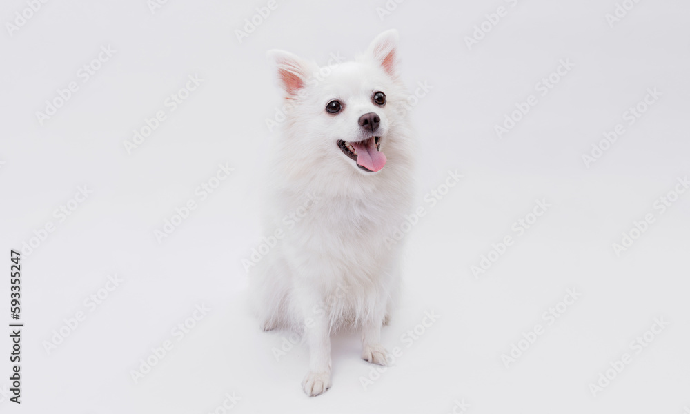 Fototapeta premium Portrait of a charming, white Pomeranian dog on a white background. Make room for the text. Wide-angle horizontal wallpaper or web banner.
