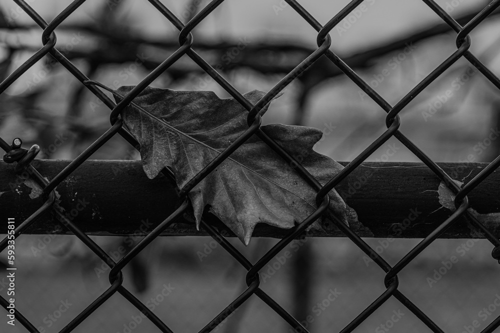 Fototapeta premium fence in the park