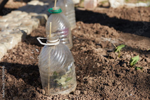 Protection of plants in the garden during a return frost. Heat-loving flowers under used plastic bottles.