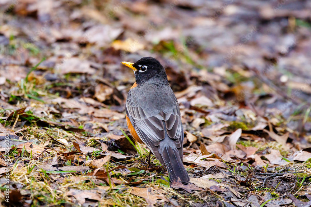 American robin (Turdus migratorius)on the ground during early spring in Wisconsin. Selective focus, background blur and foreground blur.
American robin (Turdus migratorius)on the ground during early spring in Wisconsin. Selective focus, background blur and foreground blur.