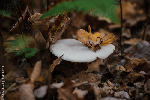 Gray row mushroom in the autumn forest