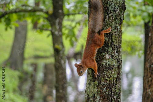squirrel on a tree © Anna