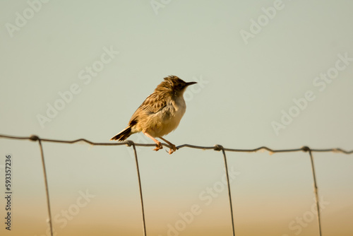 sparrow on a branch
