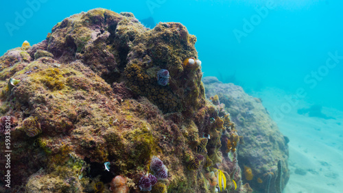 Corales de veracruz
