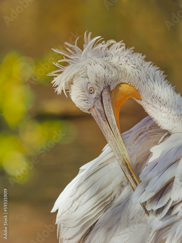 close up of a white pelican