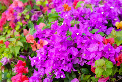 Beautiful bougainvillea flowers with green leaves