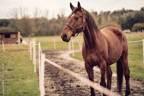 Horses in Slovak nature. © Jan
