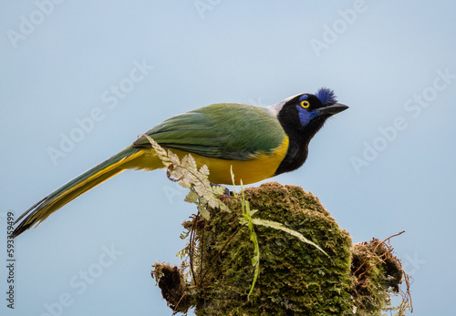 Carriqui Verdiamarillo / Green Jay / Cyanocorax yncas - Carriqui de montaña photo