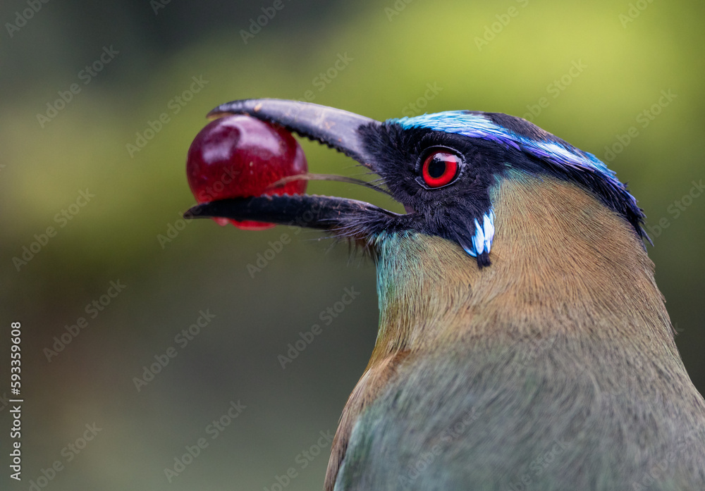 A Momotus aequatorialis enjoying a sweet and juicy grape on a sunny day. Its beautiful blue and green plumage contrasts with the pinkish tone of the fruit, creating a vibrant and colorful image.