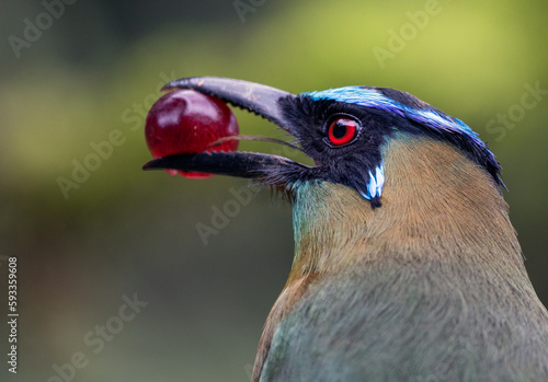 A Momotus aequatorialis enjoying a sweet and juicy grape on a sunny day. Its beautiful blue and green plumage contrasts with the pinkish tone of the fruit, creating a vibrant and colorful image. photo