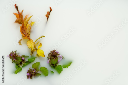 floral pattern, colorful plants emerging from the milky mist, diy, plants immersed in milky liquid