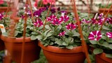 Petunia in hanging pots in a greenhouse. Pink, yellow and purple petunia flowers hang in plastic pots in a nursery.