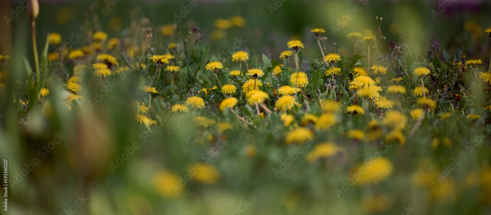 Green meadow with yellow blooming dandelions on a spring day Green meadow with yellow blooming dandelions on a spring day