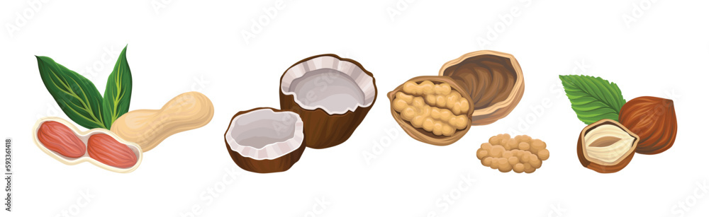 Nuts as Dry Edible Seeds with High Fat Content Vector Set Nuts as Dry Edible Seeds with High Fat Content Vector Set
