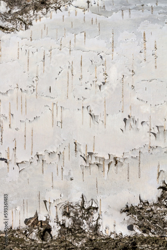 Natural background - the horizontal texture of a real birch bark close-up in springtime