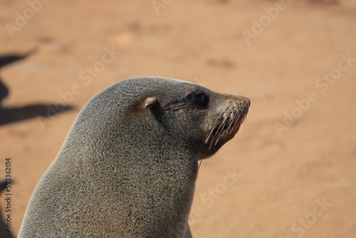 sea lion at cape cross in Namibia