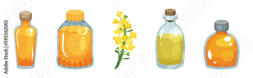 Vegetarian Rapeseed Oil Glass Bottles with Cork Vector Set