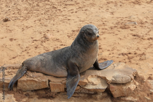 sea lion in the nature reserve of cape cross in namibia © Andreas