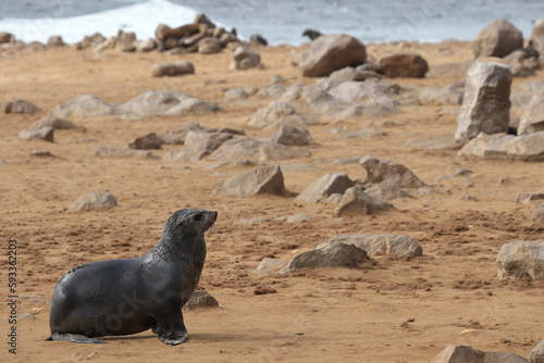 Sea lions on the coast at cape cross in Namibia