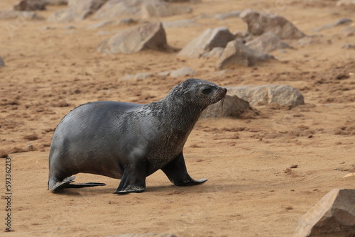 Sea lions on the coast at cape cross in Namibia