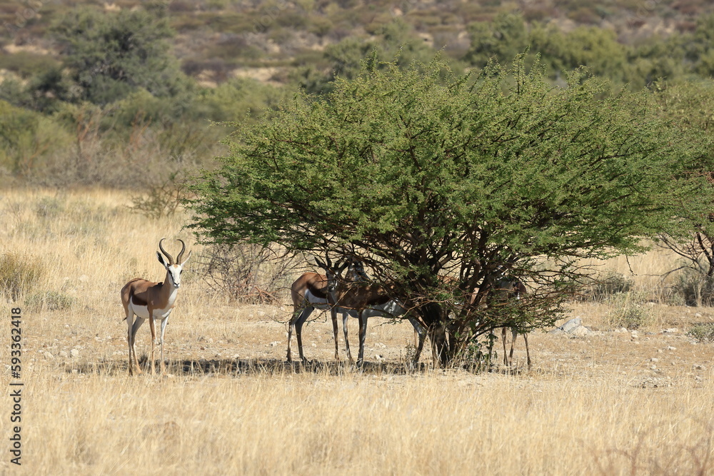 springboks in the wild of Namibia springboks in the wild of Namibia