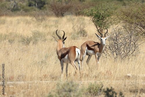 springboks in the erongo region photo