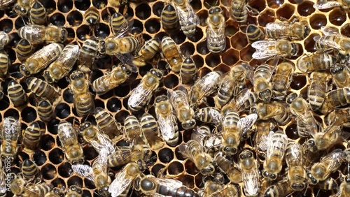 Queen bee moves on honeycombs.
She is still unfertilized and therefore not surrounded by worker bees.
 photo