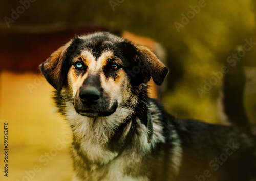 Portrait of a cute fluffy mongrel dog with eyes of different colors. A guard dog. A dog is a friend of a person.