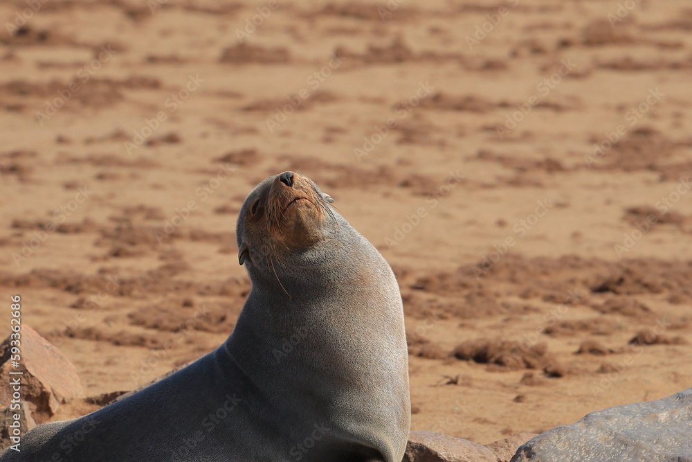 Fototapeta premium sea lion on the beach of cape cross