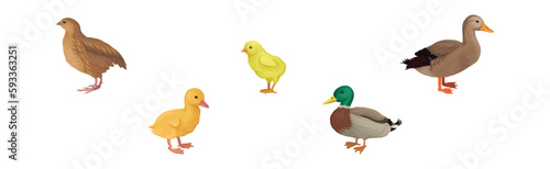 Feathered Chick, Duck and Quail as Farm Bird Vector Illustration Set