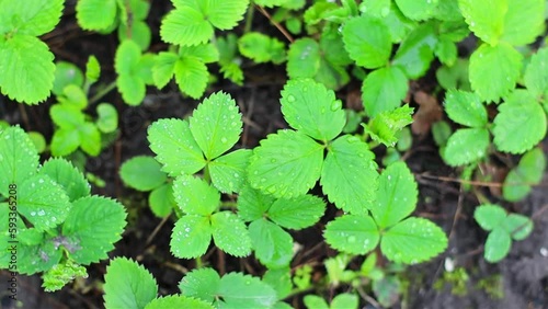Wallpaper Mural Fresh green wild strawberries leaves in the garden at spring top view Torontodigital.ca