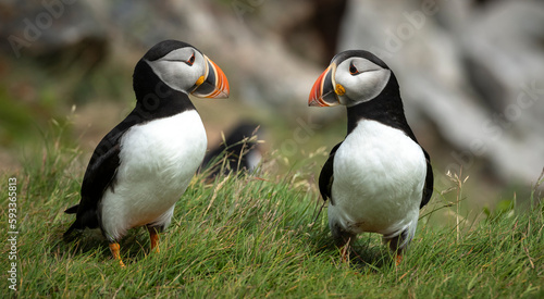 atlantic puffins or common puffins on a cliff