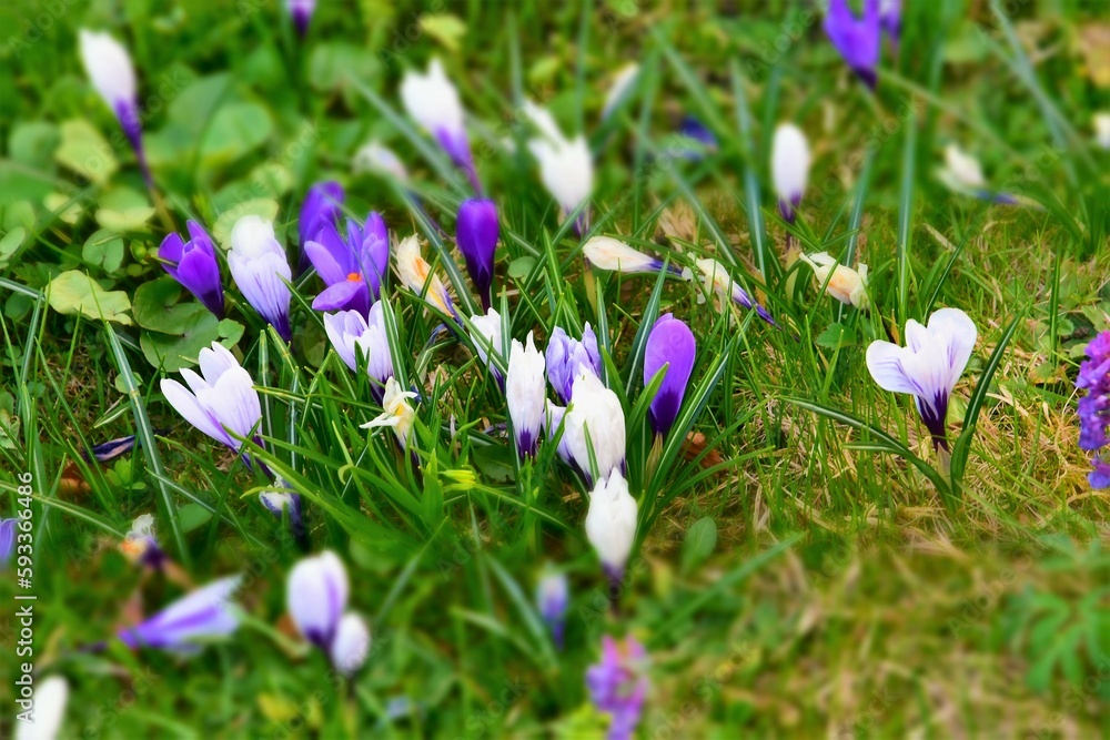 Spring crocus flowers