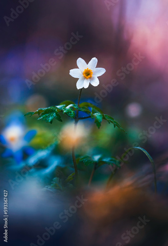 Macro of a single Wood anemone  Anemone nemorosa  against blurred out-of-focus background with trees  light  bokeh and other flowers. Early Spring flower scenery  blurred flowers in the foreground