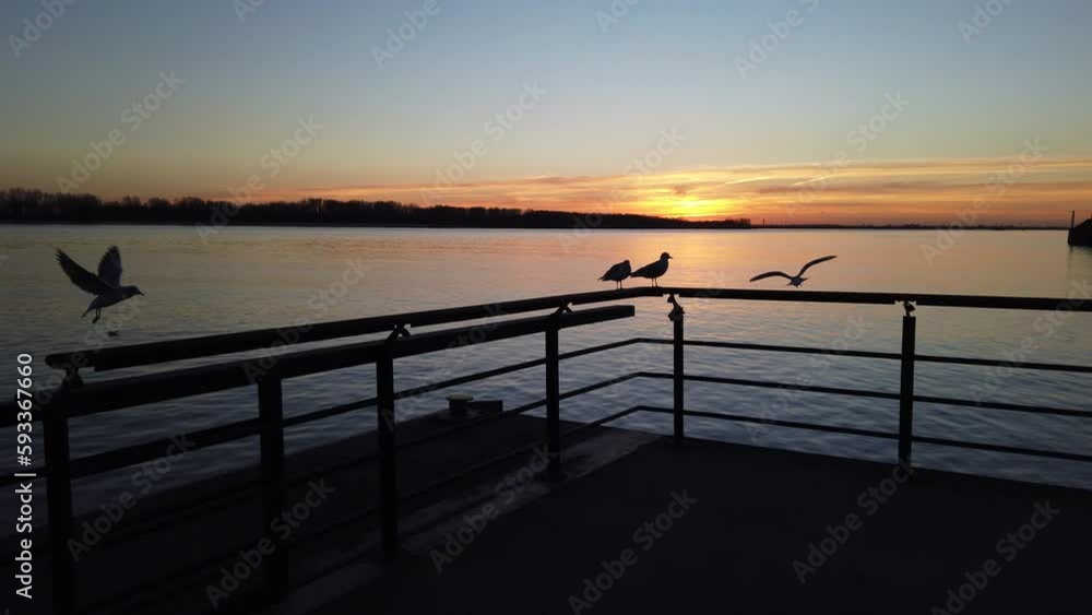 Seagulls at Elbe River flying against sunset, 4k POV footage Seagulls at Elbe River flying against sunset, 4k POV footage