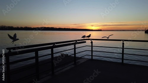 Seagulls at Elbe River flying against sunset, 4k POV footage
