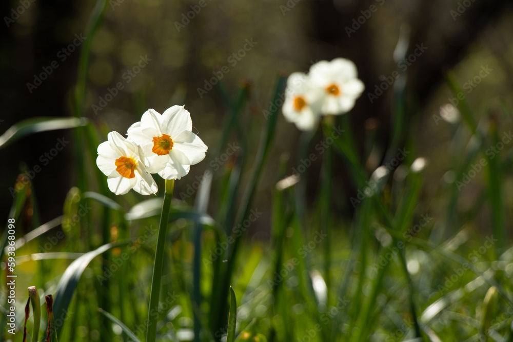 Flowers daffodils in the spring in the sun in the parks of the city of Dnipro in Ukraine Flowers daffodils in the spring in the sun in the parks of the city of Dnipro in Ukraine