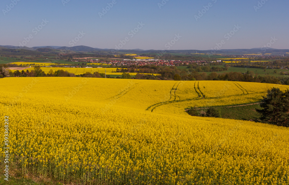 Flowering of rapeseed in the fields against the backdrop of the village in sunny weather
