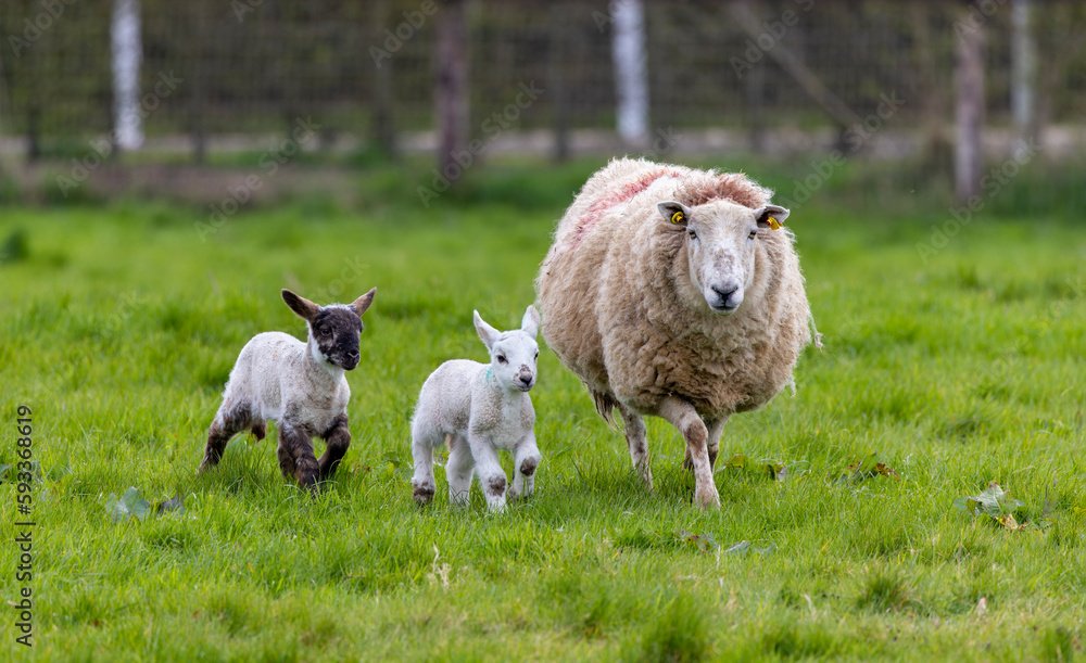 Fototapeta premium Ewe with twin lambs running in field. Young baby sheep with mother during Spring, isolated against green grass. Ireland