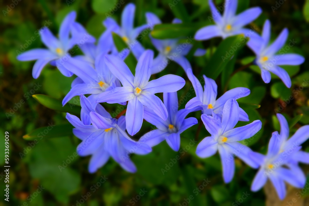 First spring flowers in the garden