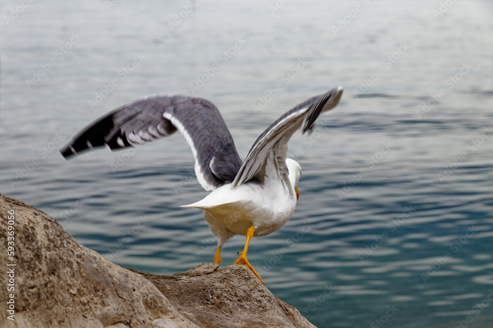Fototapeta premium seagull in flight