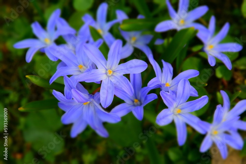 Obraz na płótnie First spring flowers in the garden w salonie