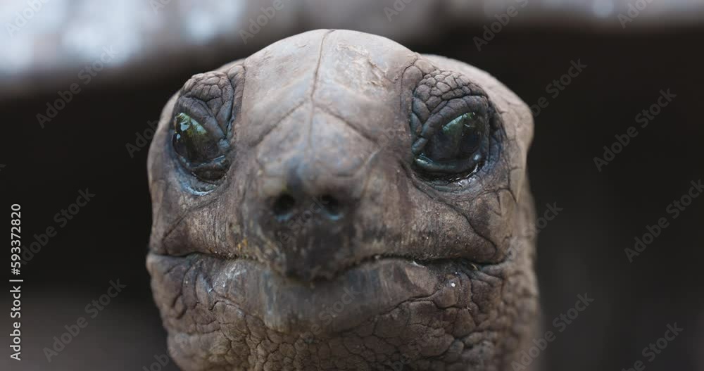 Close-up front view of Giant Aldabra Tortoise face showing its serrated mouth Close-up front view of Giant Aldabra Tortoise face showing its serrated mouth
