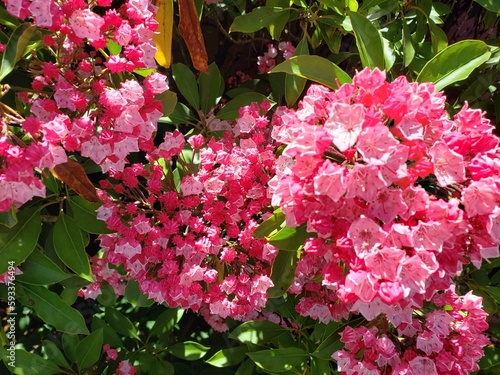 pink flowers in garden