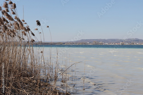 reeds on the beach