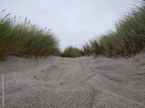 sand dunes on the beach