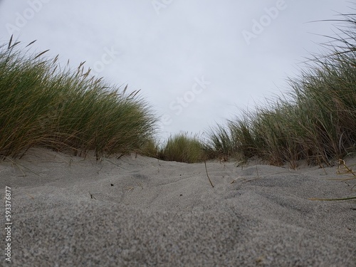 sand dunes on the beach