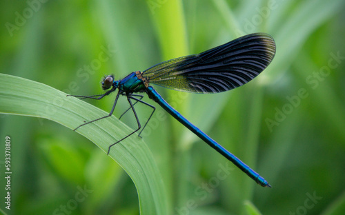 Beautiful Blue-winged Demoiselle Calopteryx virgo Dragonfly © Dmitry
