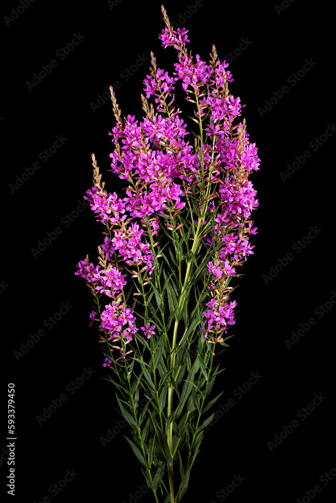 Naklejka premium Lythrum salicaria flowers isolated on black background